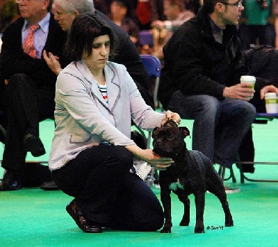 des Terres D'Armor - Good One Cyril des Terres d'Armor - Crufts 2013