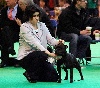  - Good One Cyril des Terres d'Armor - Crufts 2013