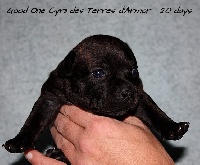 Good One Cyril